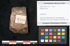 Foto (Objekt + Etikett) von Plantae indet.  (NHMW-GEO-2024-0188-11571)